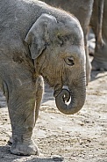 Cute baby elephant
