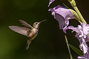 Ruby throated hummingbird and gladiola