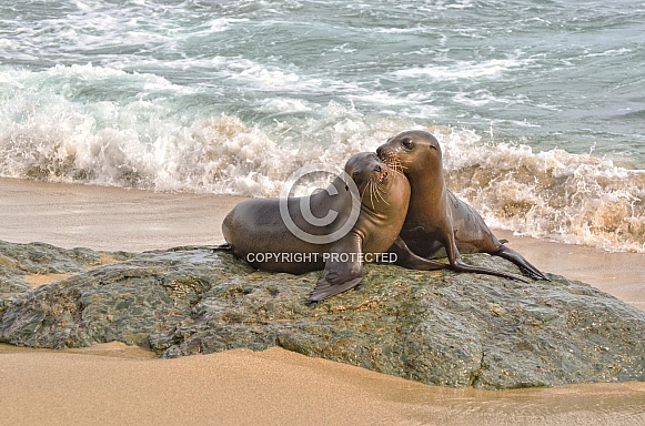 California Sea Lion