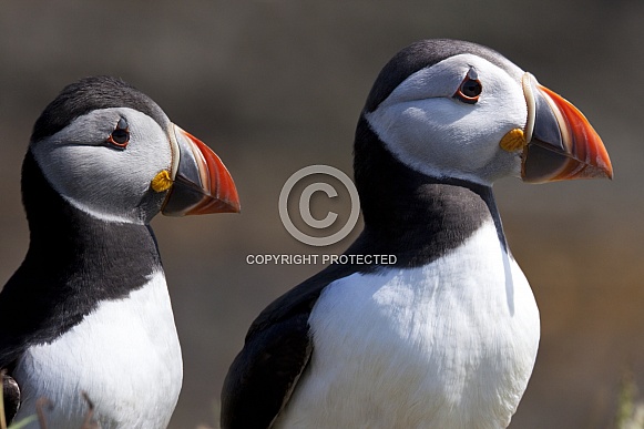 Puffins - Lunga - Scotland Puffins - Lunga - Scotland