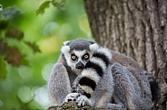 Ring-Tailed Lemurs