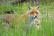 Fox behind the grass