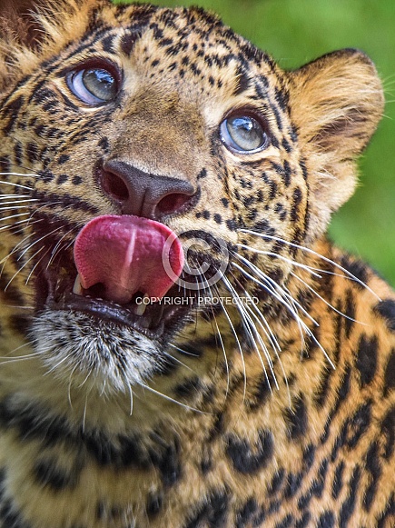 African Leopard Cub