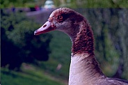 Egyptian Goose