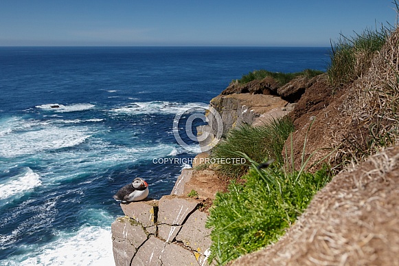 Puffin the birds from the arctic. Puffin the birds from the arctic.