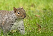 Gray Squirrel