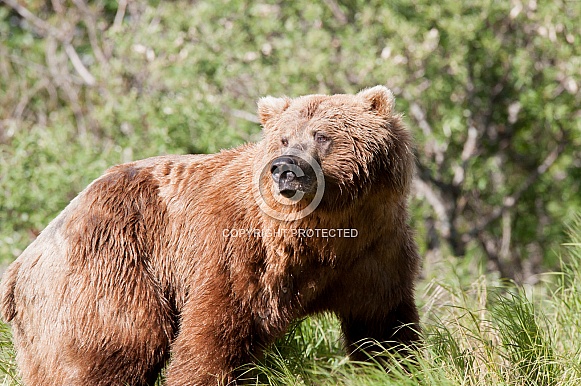 Wild Alaskan Brown Bear Wild Alaskan Brown Bear