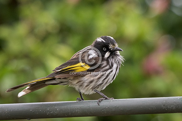 New Holland Honeyeater