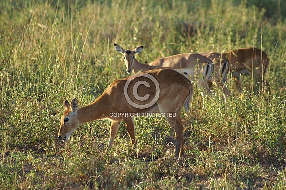 Impala