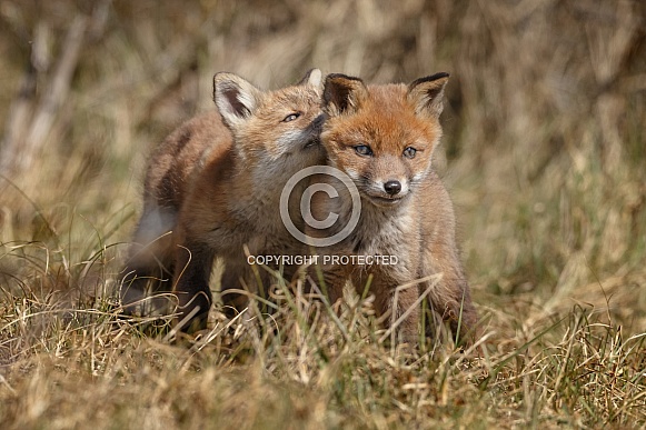 Red fox in Nature