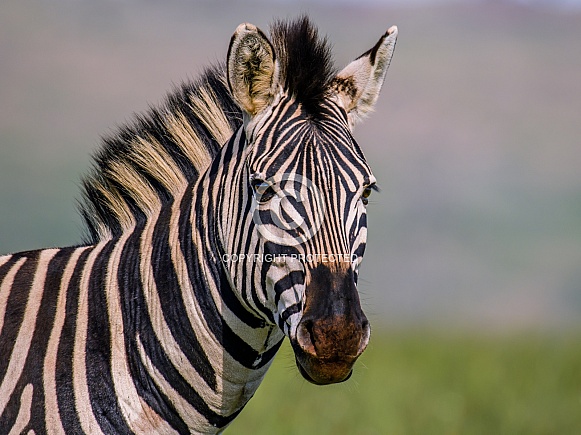 Zebra, South Africa