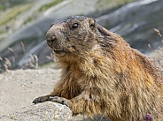 Wild marmot posing