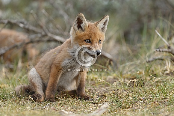 Red Fox Cub