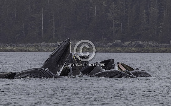 Humpback Whales Bubble Net Fishing Sitka Alaska Humpback Whales Bubble Net Fishing Sitka Alaska