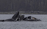 Humpback Whales Bubble Net Fishing Sitka Alaska