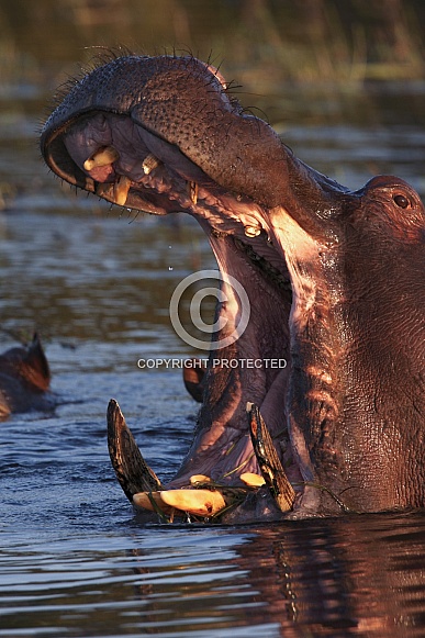 Hippopotamus (Hippopotamus amphibius)