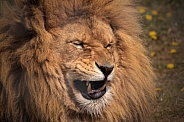 African Lion Close Up Teeth Showing