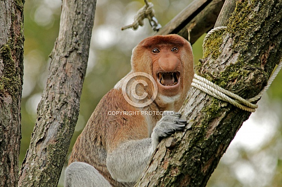 Proboscis Monkey