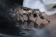 Jumping Spider