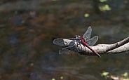 Boreal Whiteface Dragonfly