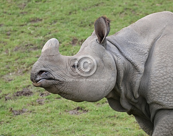 Greater one horned Rhino Greater one horned Rhino