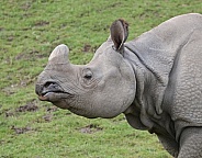 Greater one horned Rhino
