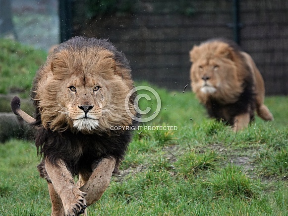 Lion Lion