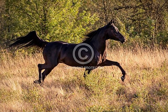 Arabian Horse--The Glory of the Arabian