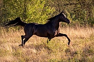 Arabian Horse--The Glory of the Arabian