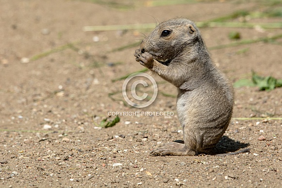 prairie dog prairie dog