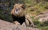 African Lion