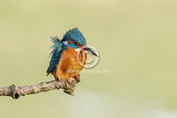 Kingfisher