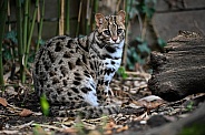 Bengal tiger cat