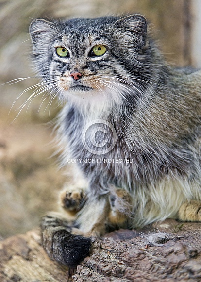 Pallas Cat