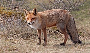 Red fox