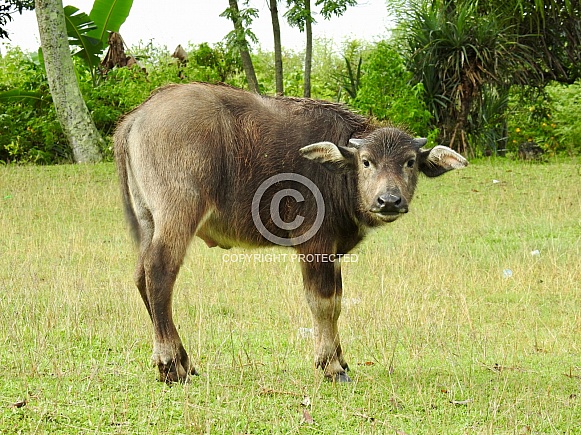 Baby Buffaloes Baby Buffaloes