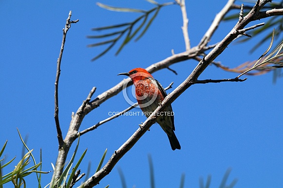 Scarlet Honeyeater