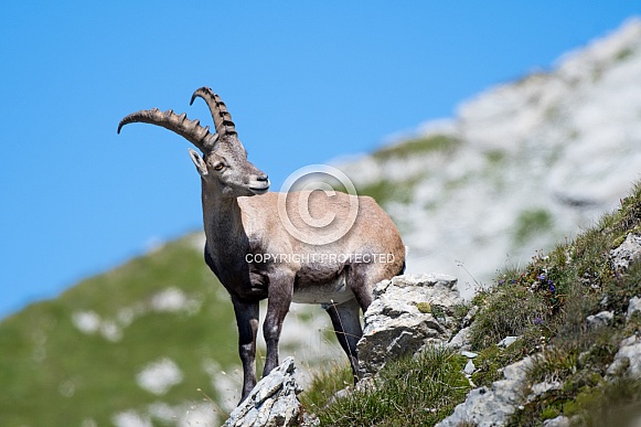 Alpine Ibex