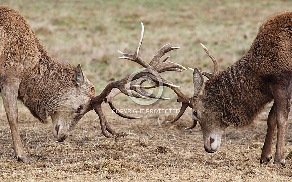 Red Deer Stags rutting