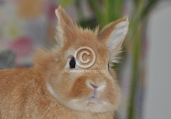Lionhead Rabbit Lionhead Rabbit