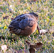 American Woodcock Snipe hunting for earthworms