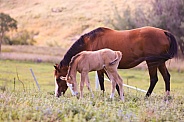 Quarterhorse Mare and Foal
