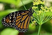 Monarch 1 butterfly