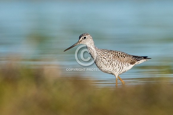 Greater Yellowlegs Greater Yellowlegs
