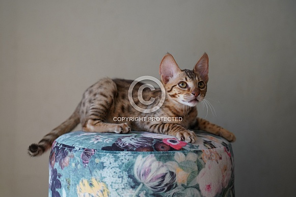 Savannah Cat Savannah Cat