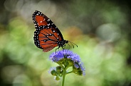 Butterfly Queen and Butterfly Weed