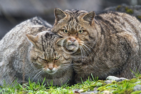 Wildcat couple