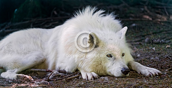 Polar Wolf Polar Wolf