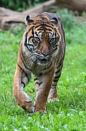 Sumatran Tiger
