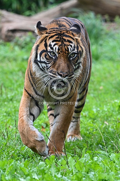 Sumatran Tiger